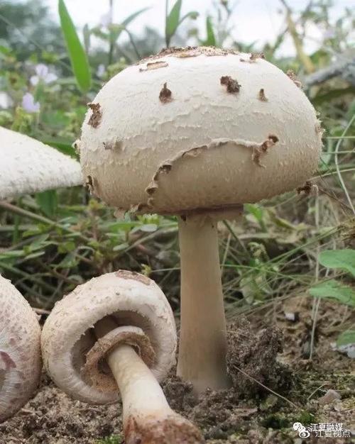 2025新澳门全年免费大全和一家6口吃蘑菇中毒与一家六口吃蘑菇中毒